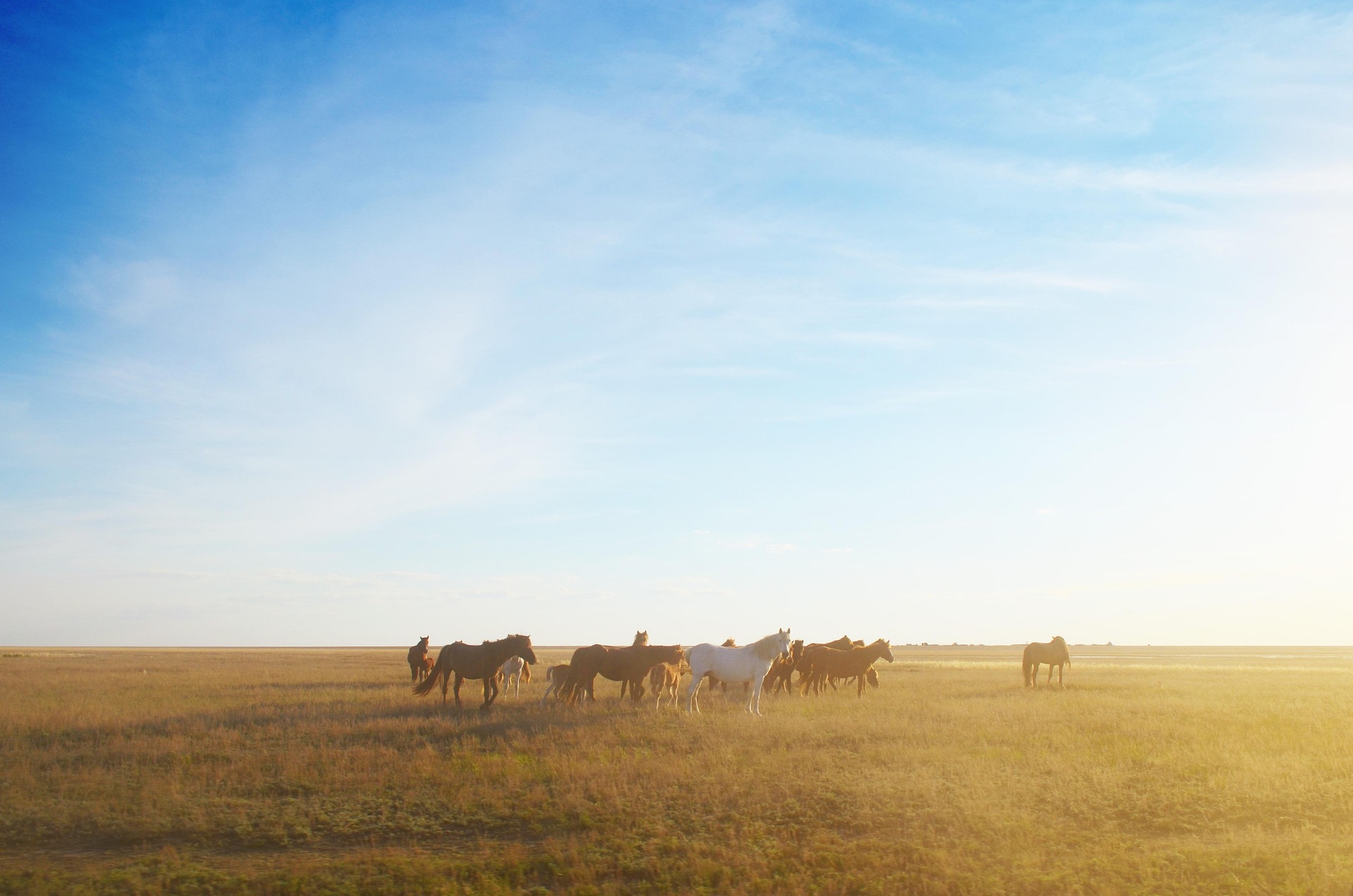 Chevaux dans une vaste plaine sous une lumière dorée